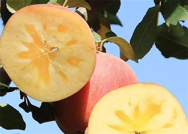 红将军苹果的果实特写