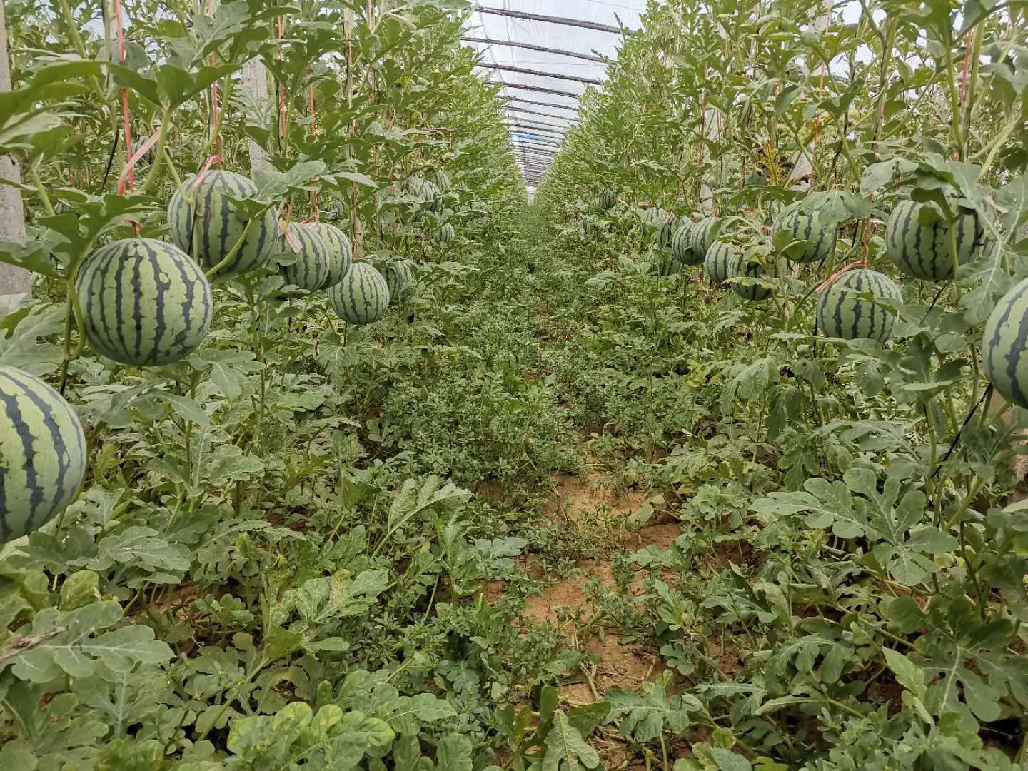 广角实景图:阳光透过连栋塑料大棚顶膜洒落,一位穿蓝布衫的中年果农弯腰轻托一枚刚摘下的特小凤西瓜,瓜体匀称圆润,藤蔓青翠未断,背景可见整齐吊蔓栽培的西瓜植株及悬挂式温湿度监测仪,体现现代化精品西瓜种植场景 农户在大棚中采摘特小凤西瓜场景