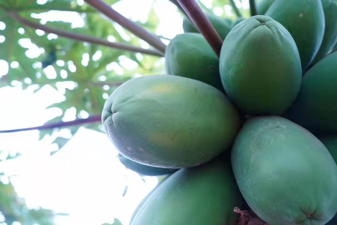 木瓜成熟过程颜色变化对比图