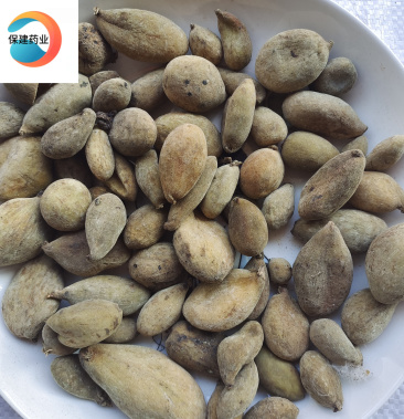 [五倍子批发]五倍子 统货 四川产【良心经营 品种齐全】价格32.