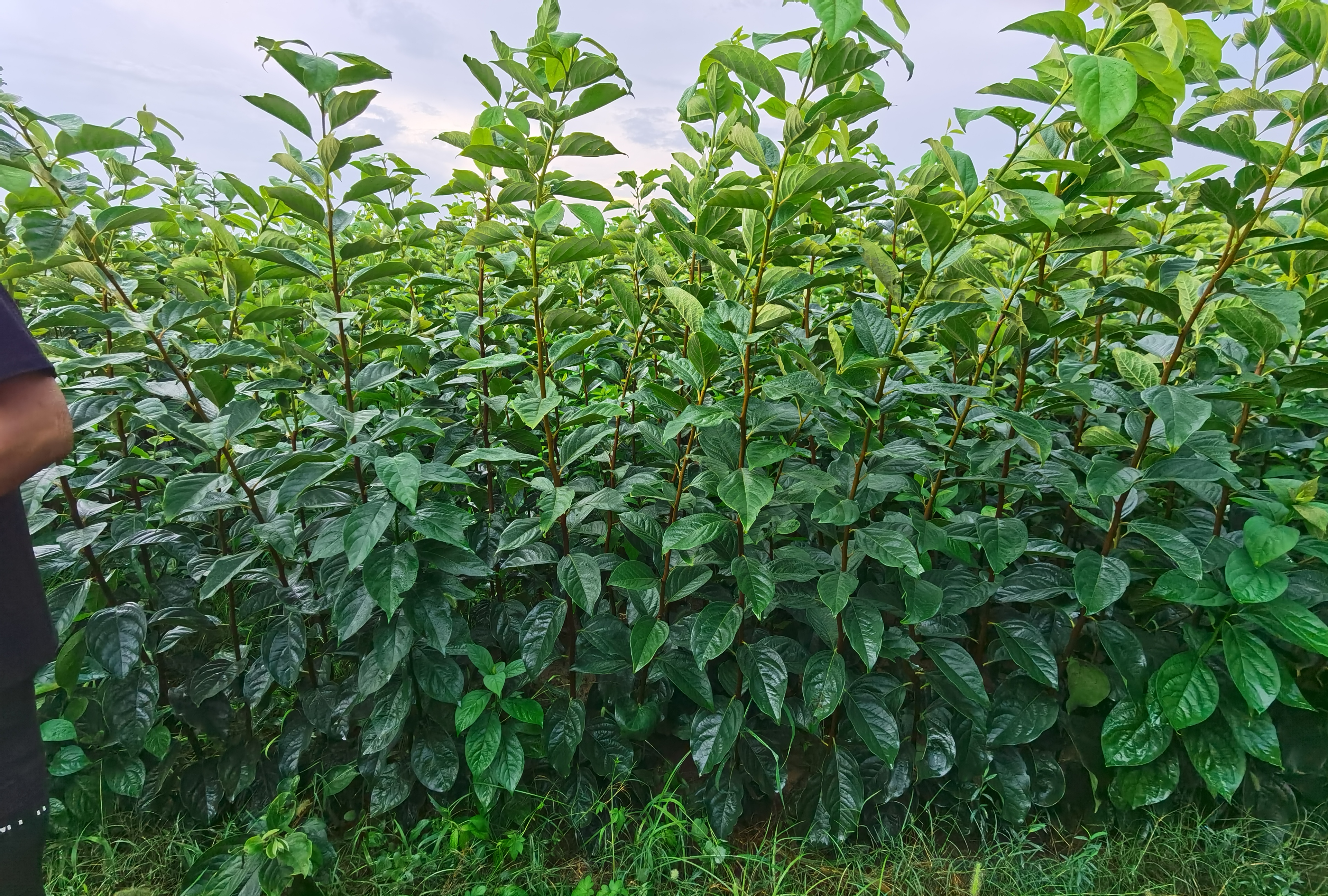 甜柿苗种植基地航拍图,整齐排列的果树苗,阳光充足,灌溉系统完善 甜柿苗种植基地航拍图