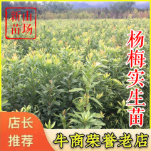 实生杨梅苗杨梅实生苗野杨梅树苗杨梅砧木苗