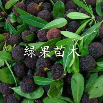 台湾黑高峰杨梅苗黑炭梅乌酥基地果苗现挖现发包邮