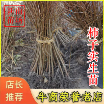 实生柿子苗鸟柿中子野柿苗小果甜柿柿子实生苗