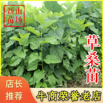 实生桑苗果桑实生苗野桑苗草桑苗桑砧木苗