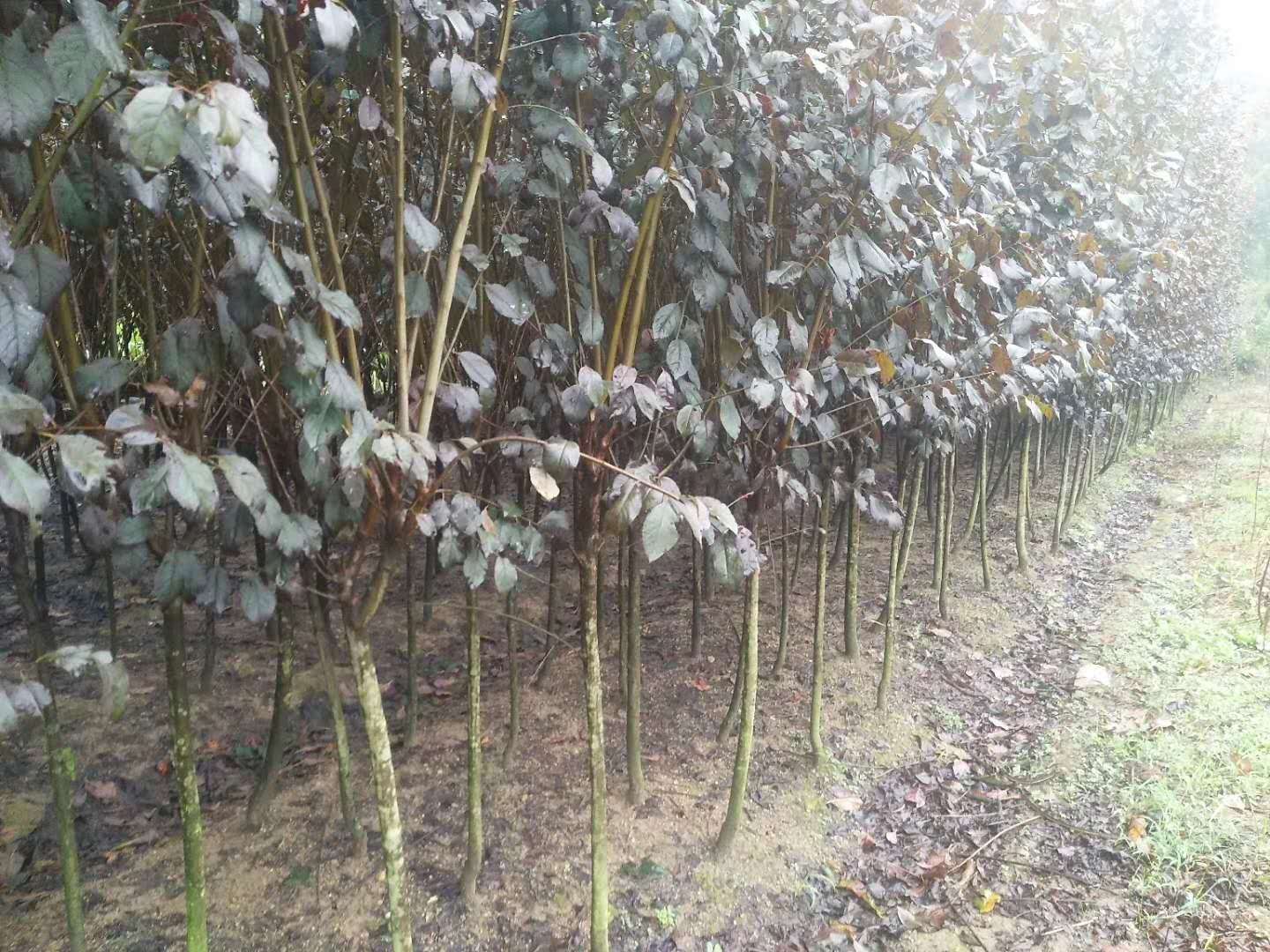 红玛李种植园分布整齐,果树长势良好,果农正在田间管理 红玛李种植基地航拍图