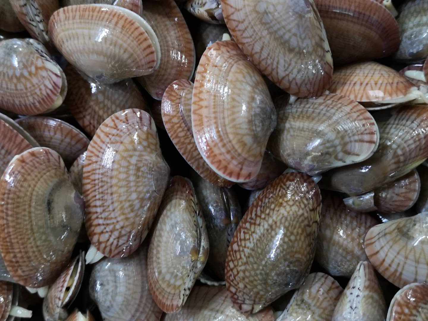 一只新鲜打开的花蛤,展示其内部完整的软体组织,肉色洁白,表面湿润有光泽,可见明显的闭壳肌和外套膜结构,背景为浅色厨房台面,自然光线照射 花蛤肉特写