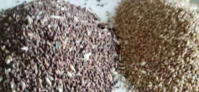 市售黑玛卡粉与胶囊产品对比图 黑玛卡粉末与胶囊产品