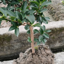 茶梅量大从优，可视频看货，基地直发，诚信经营