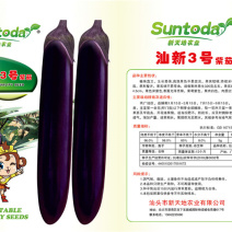 茄子种子