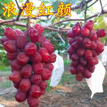 【优选】河北葡萄苗浪漫红颜葡萄苗品种多样规格齐全欢迎咨询