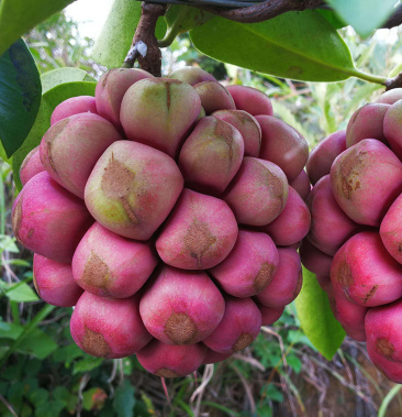 顺丰包邮黑老虎水果布福娜冷饭团稀有水果一件代发果园采摘