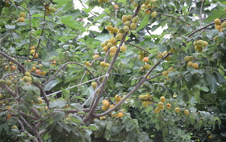 新鲜杏果与杏干对比图