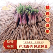 今年新韭菜根头茬批发，零售15斤起售包邮，可露地，大棚