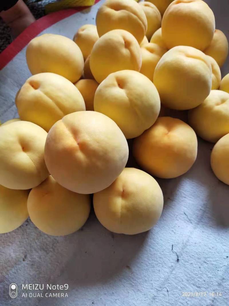 安徽黄金密3号黄金蜜桃,口感脆甜,甜度高,产地直发,信誉保证