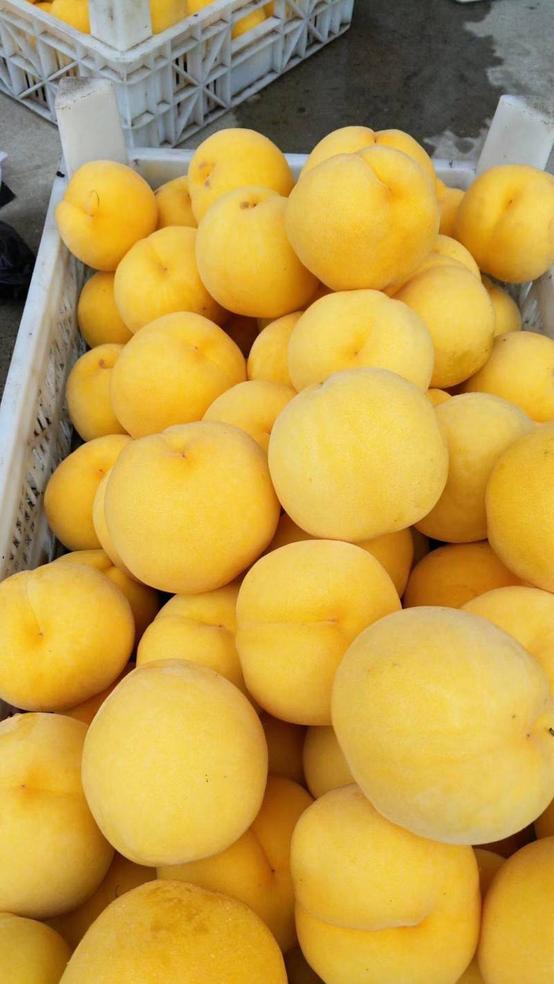 安徽黄金密3号黄金蜜桃,口感脆甜,甜度高,产地直发,信誉保证