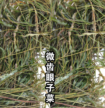 供應微齒眼子菜小葉水生植物黃絲草淨化水質水草