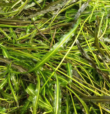 基地供应马来眼子菜鱼缸造景池塘水体绿化马来眼子菜种苗