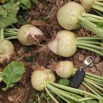 【推荐】芥菜，芥菜疙瘩，自产自销，量大优惠加工厂食品厂对接
