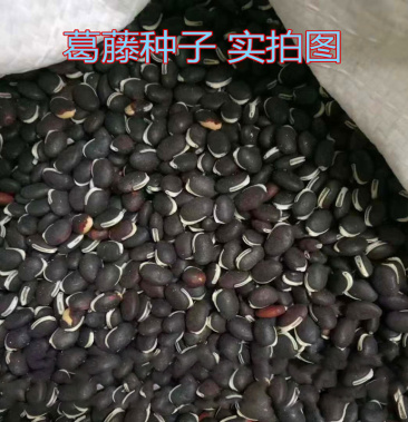 葛藤种子护坡种籽百花银背藤野葛根边坡绿化藤本植物沙土巩固