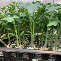 山东圣女果苗小黑番茄苗采摘类水果番茄苗樱桃番茄苗