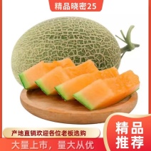 哈密瓜/西州蜜瓜/山东晓密25号/山东哈密瓜/供应电商