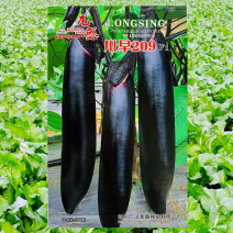 紫茄种子龙盛川早209早熟高产抗病耐热湿耐低温弱光杂交茄