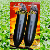 紫茄种子龙盛美糯香烤茄早熟高产抗病耐热湿低温弱光杂交茄子