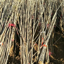 大樱桃树苗，自家种植，品种全，规格多价格优惠