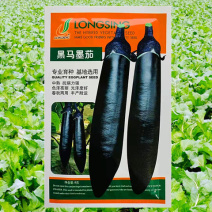 紫茄种子龙盛黑马墨茄早熟高产抗病耐热湿低温弱光杂交茄
