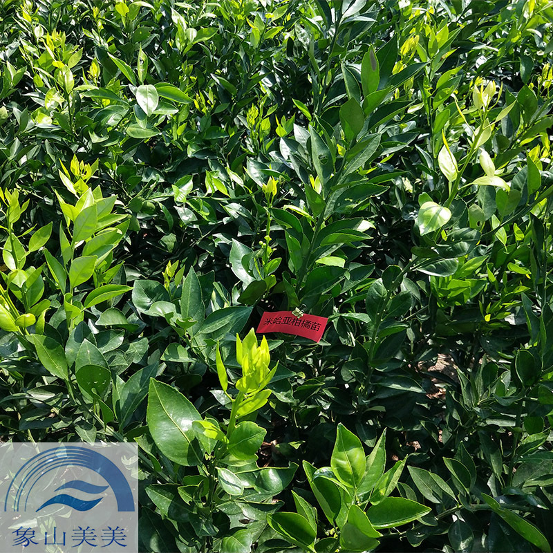 米哈亚柑橘苗,米哈亚树苗,象山优质桔子苗批发