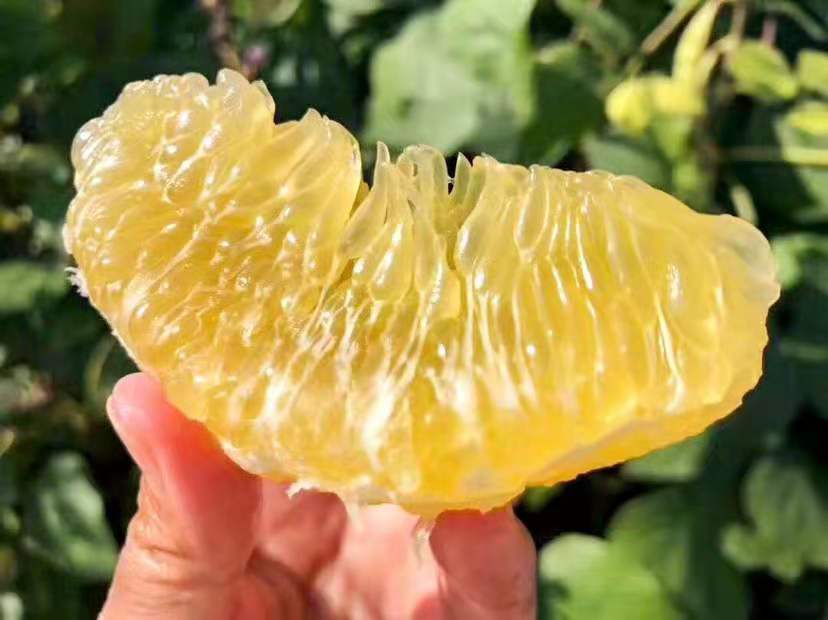 葡萄柚切开特写