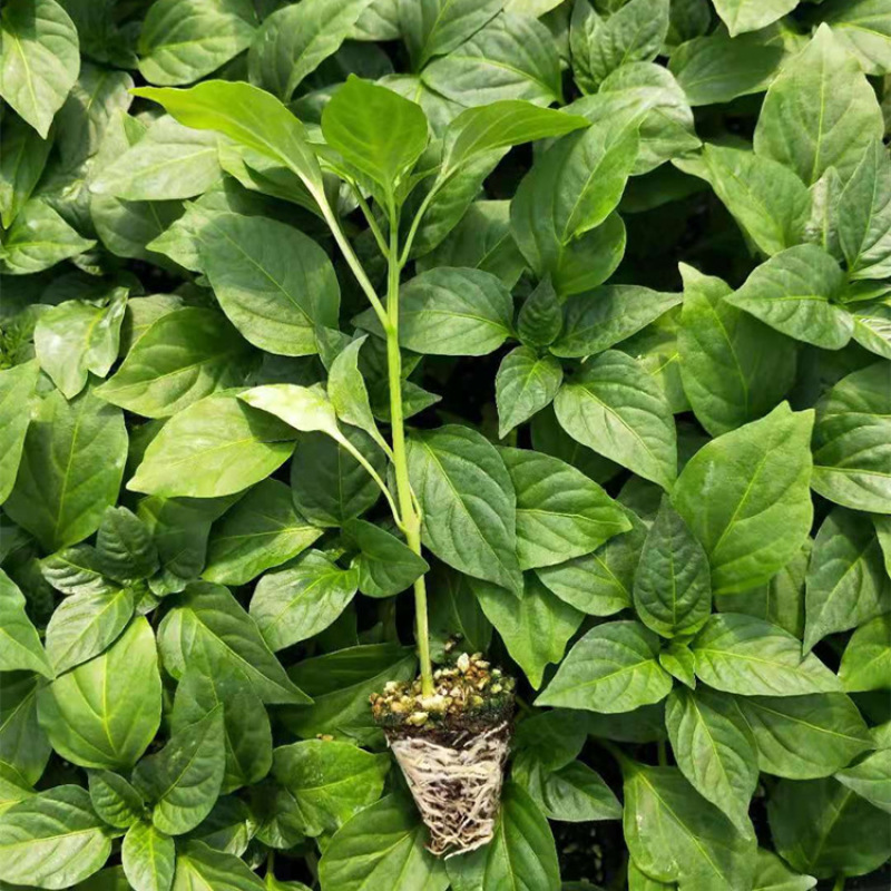 牛角椒苗 绿皮大果牛角椒苗 高产牛角辣椒苗 抗病性强