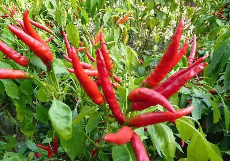 小米椒植株与果实特写:展示其紧凑的植株结构与密集朝天生长的红色果实 小米椒植株与果实特写