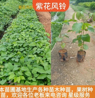 [风铃木树苗批发]紫花风铃木小苗 带土带叶发货基地直销价格0.