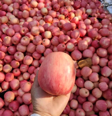 华红花瓶苹果 东北绥中产地直供 保质保量脆甜 可视频看货