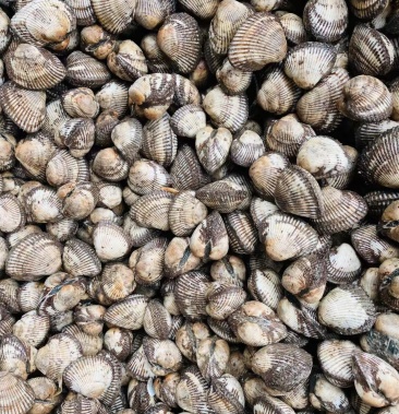 [蛤蜊批发]血蛤本地池塘养殖毛蛤,品质好,供应自助餐,海鲜大咖,烧烤店