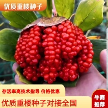 重楼种子优质云南高杆粉质重楼种子七叶一枝花种子提供技术