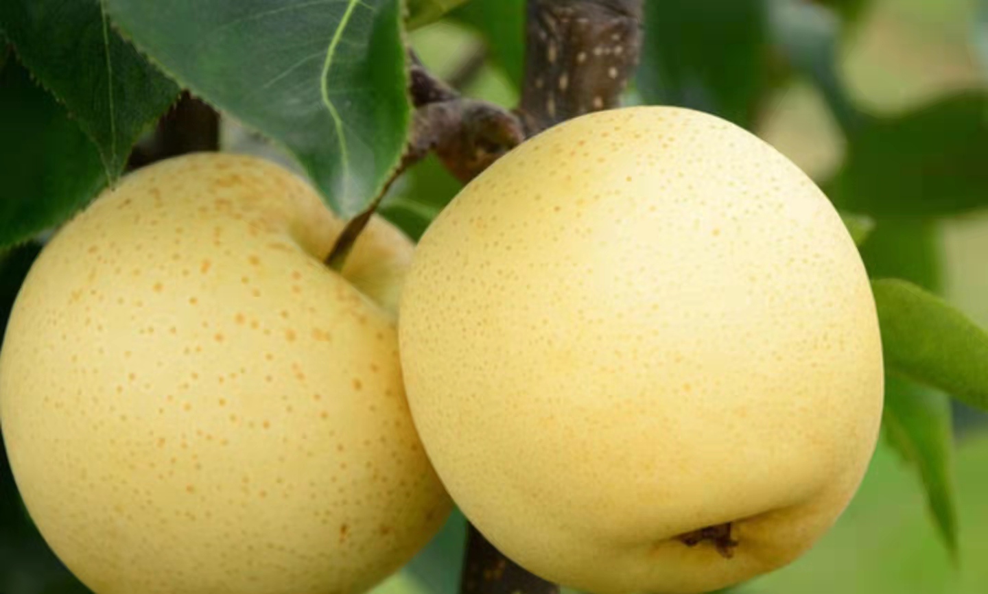 皇冠梨整体外观特写