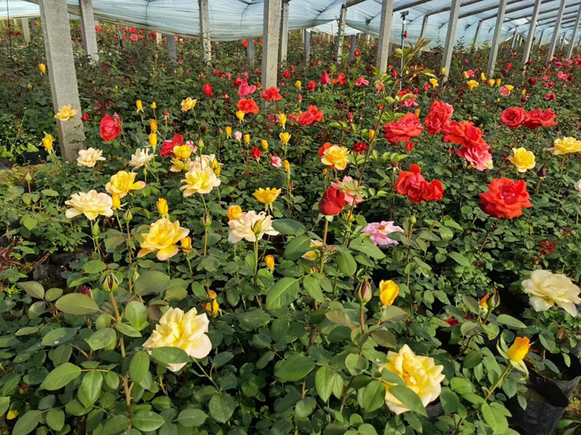 大花月季在花园中的景观应用