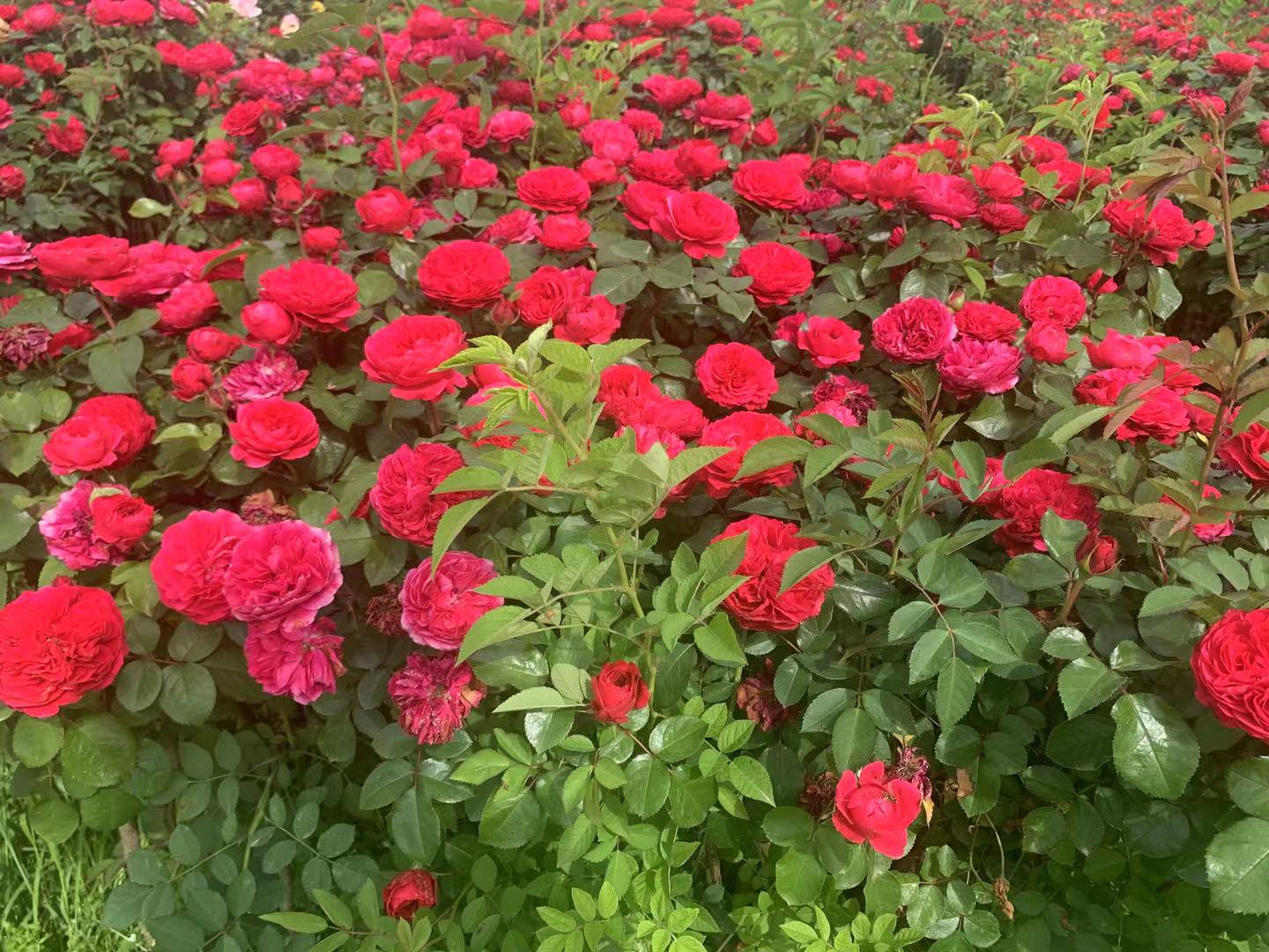 蓝色阴雨月季在春日阳光下绽放，成片紫色小花密集排列，背景模糊呈现花园绿植，突出花朵细节