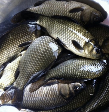 云南昆明鲫鱼长期供应各类优质畅销淡水鱼现捕现卖