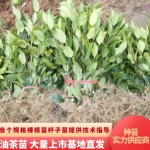 【精品】湖南优质油茶苗大量上市基地直发包技术坏苗包赔