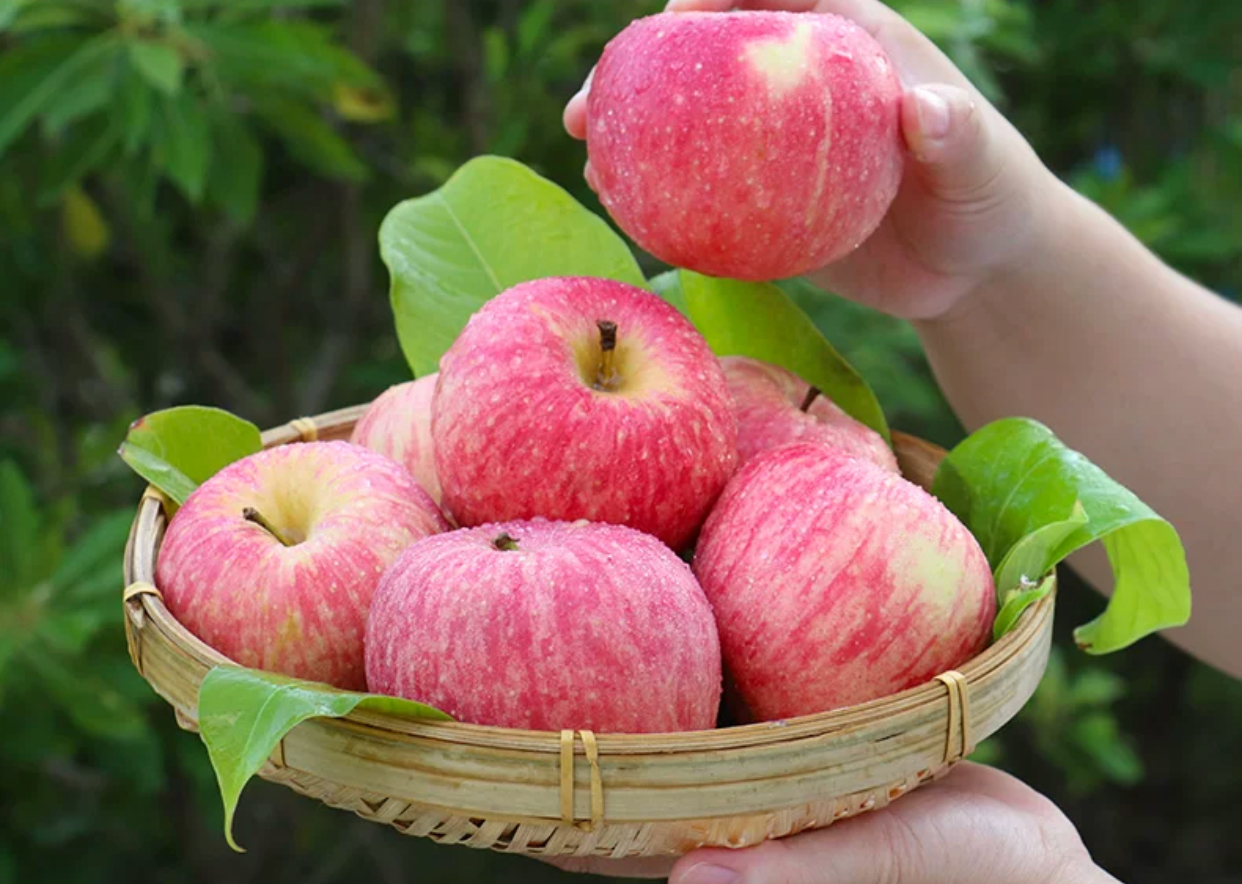 桌上摆放着一篮嘎啦苹果,几个小朋友围坐在一起,开心地讨论如何分苹果,旁边有纸和笔用于记录分配过程 嘎啦苹果和小朋友互动