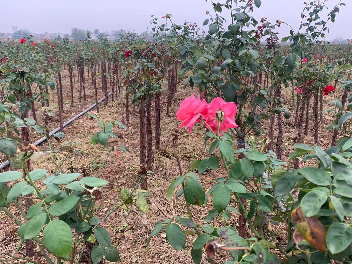 古董月季品种在春季花园中绽放