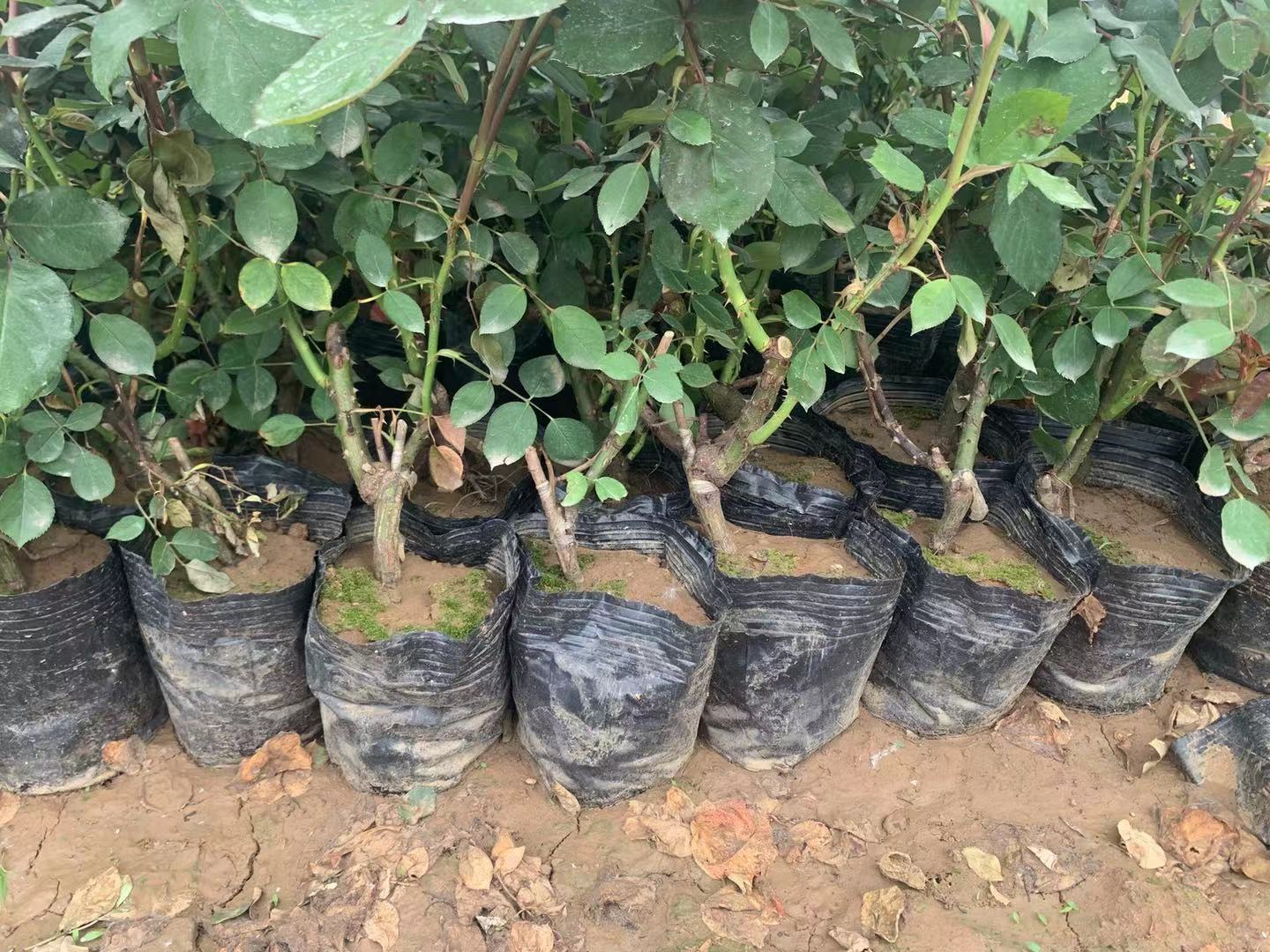 月季主茎绑扎示范图