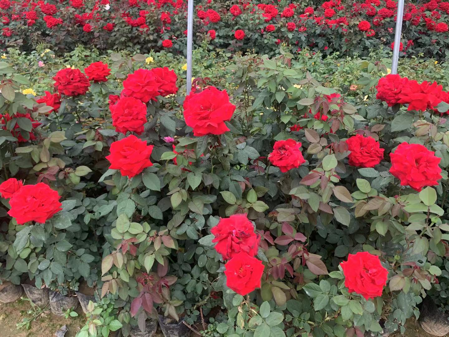 山东菏泽定陶区欧洲月季种植基地航拍图