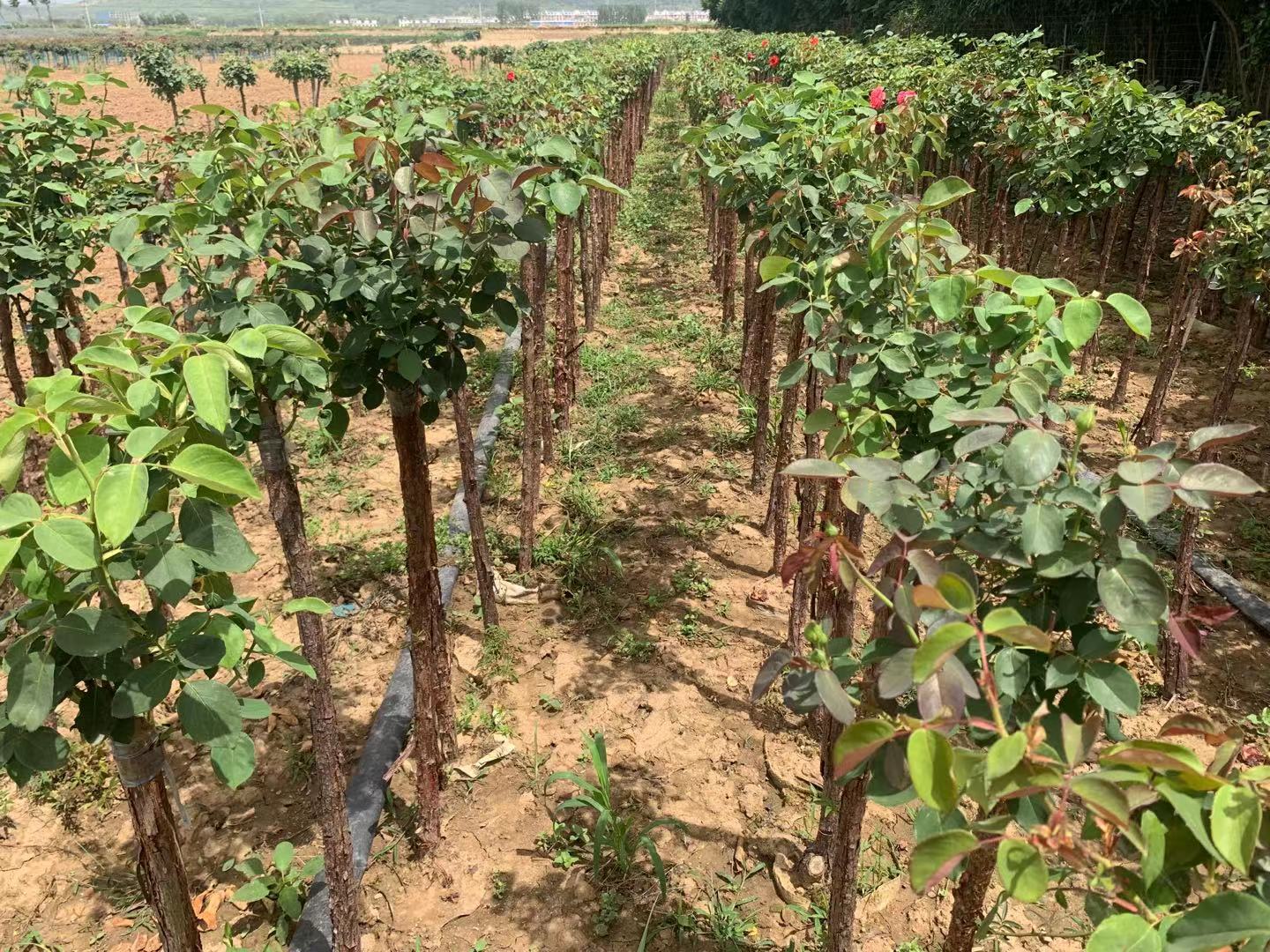 红色优雅月季种植基地航拍