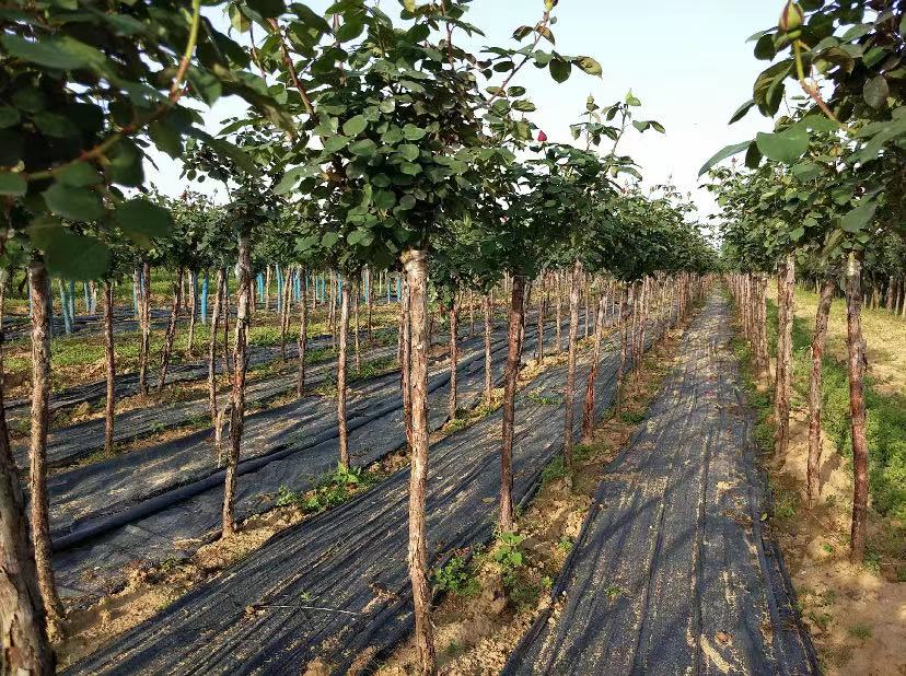 大花美人月季冬季保护措施示意图