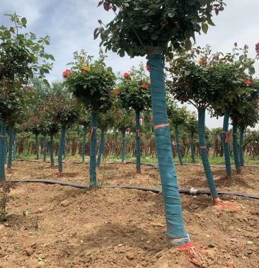 8公分嫁接树状月季绿化月季高杆月季高度120厘米